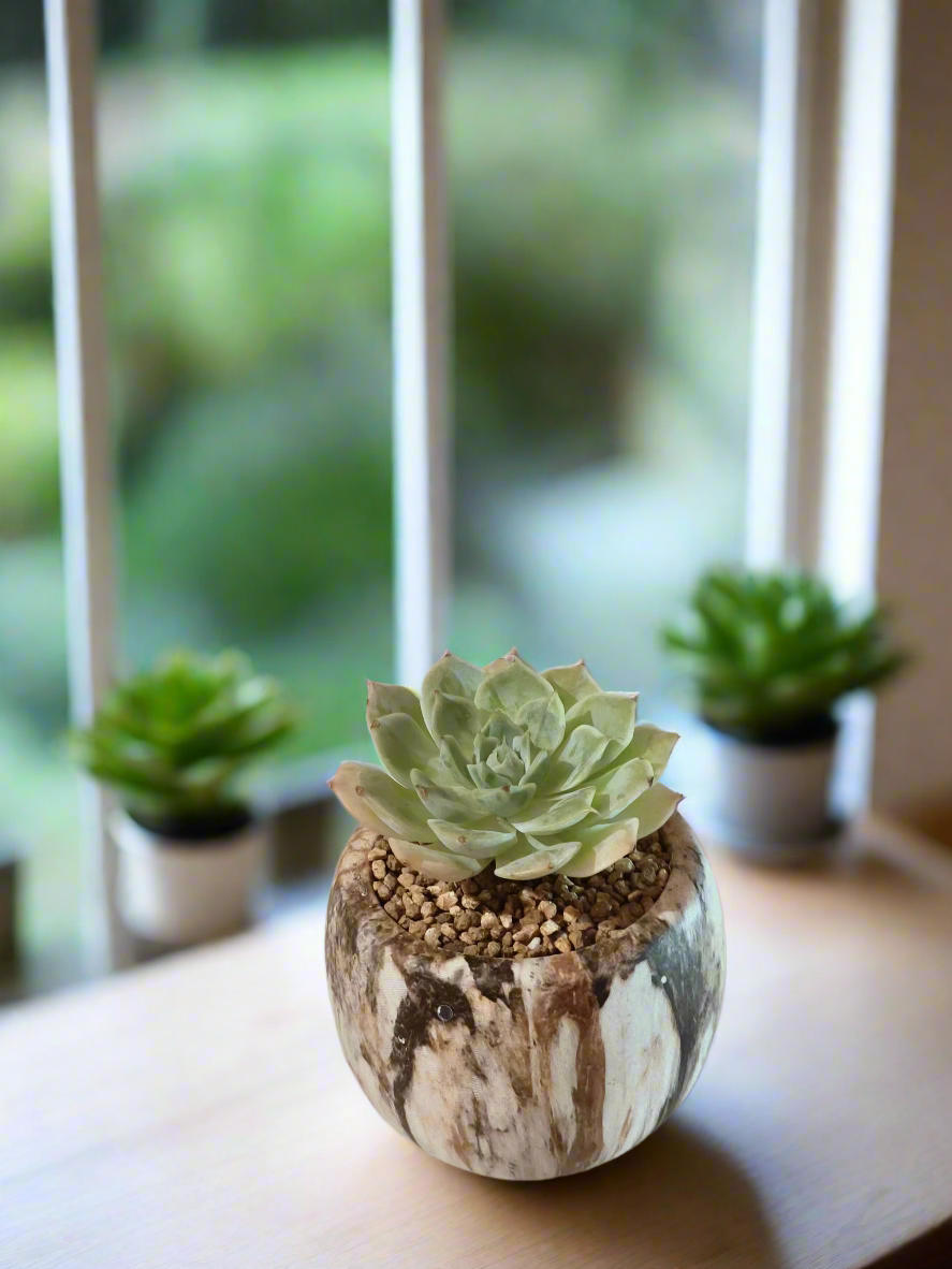 Succulent Mini Round Brown - Echeveria Elegans