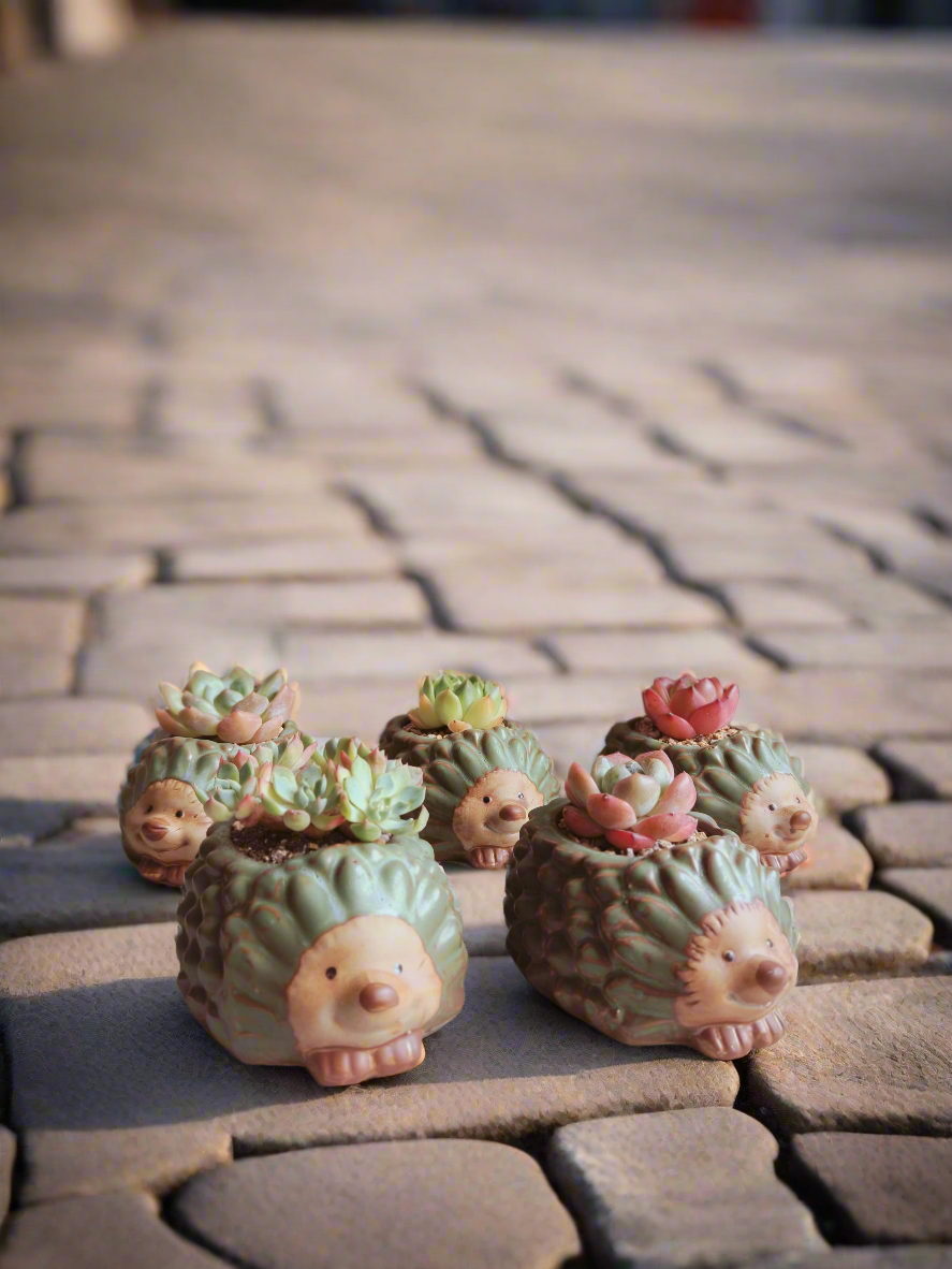 Succulent Hedgehog Pot - Echeveria Elegans - SlowBloomGreens
