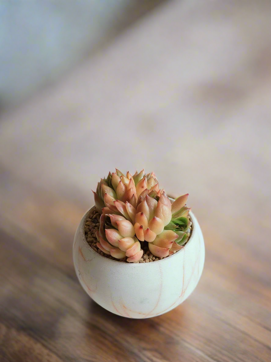 Beautiful Succulent Elegant Round Orange Pot – Echeveria Agavoides, a bold decor piece.