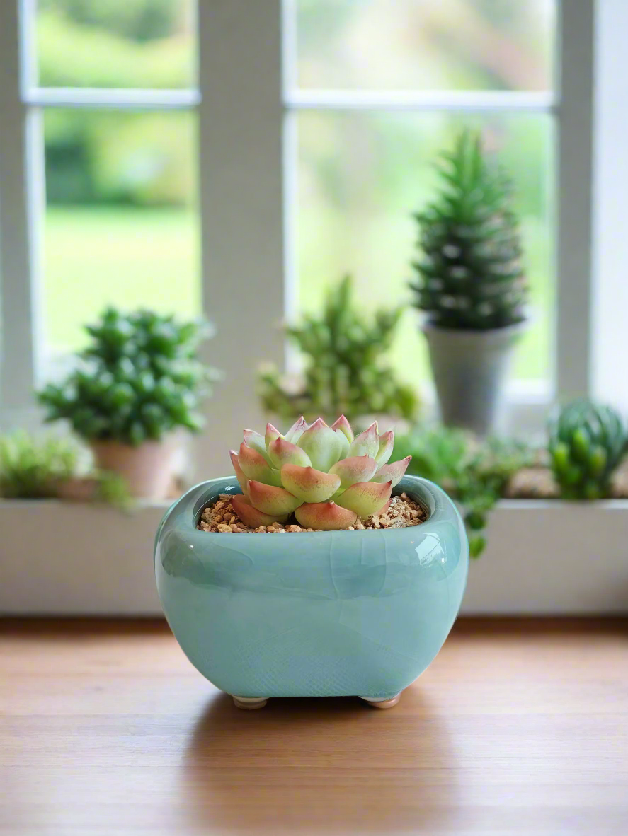 Succulent Zen Square Turquoise Pot – Echeveria Agavoides 'Casio'