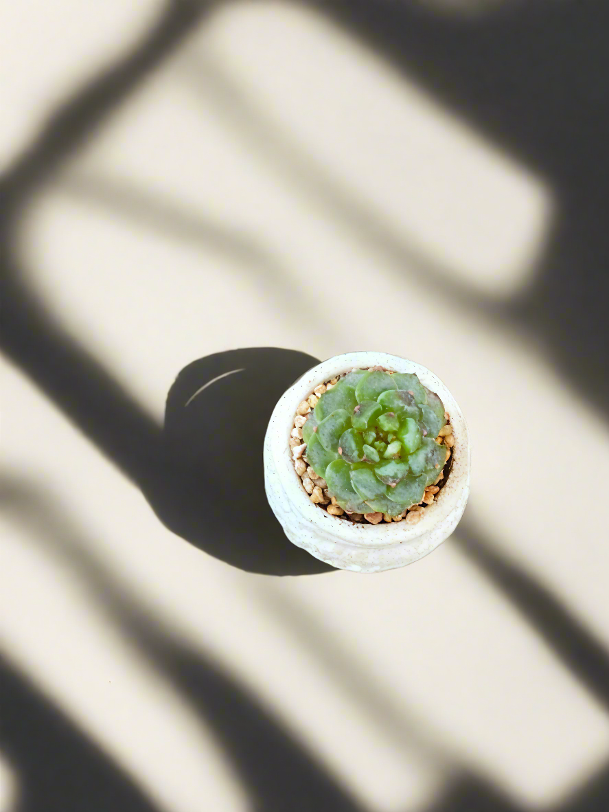 Succulent Tiny Footed Planter - Echeveria 'Red Velvet' - SlowBloomGreens