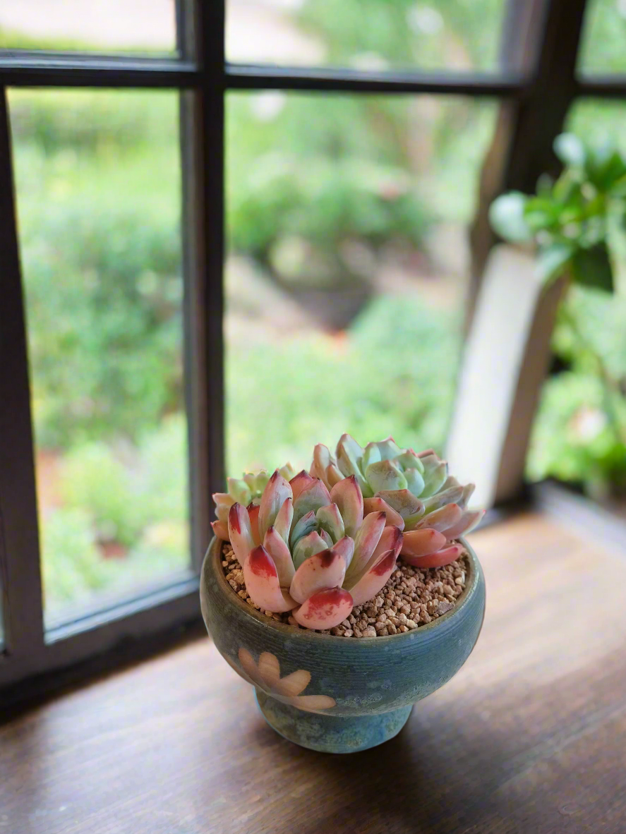 Succulent Moonlit Bloom Pot – Blue-Green with Echeveria Orange Monroe & Friends