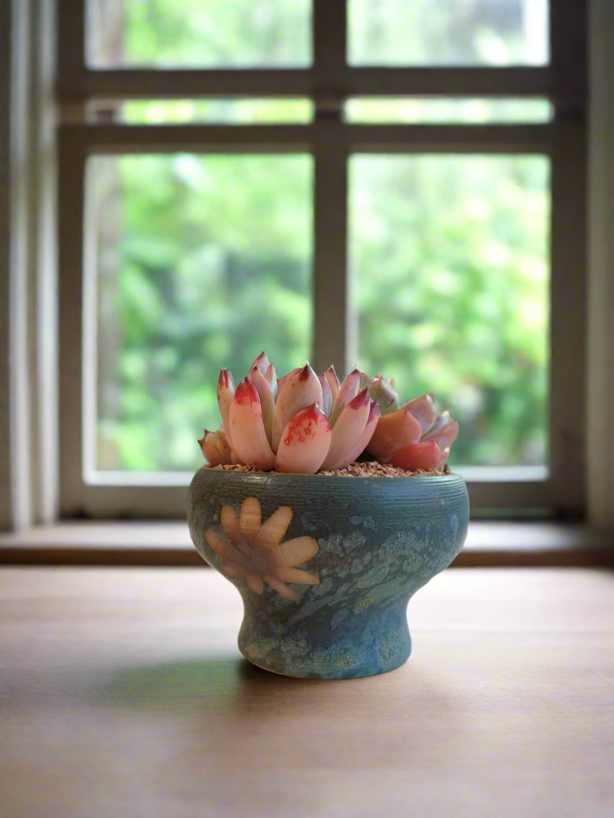 Succulent Moonlit Bloom Pot – Blue-Green with Echeveria Orange Monroe & Friends