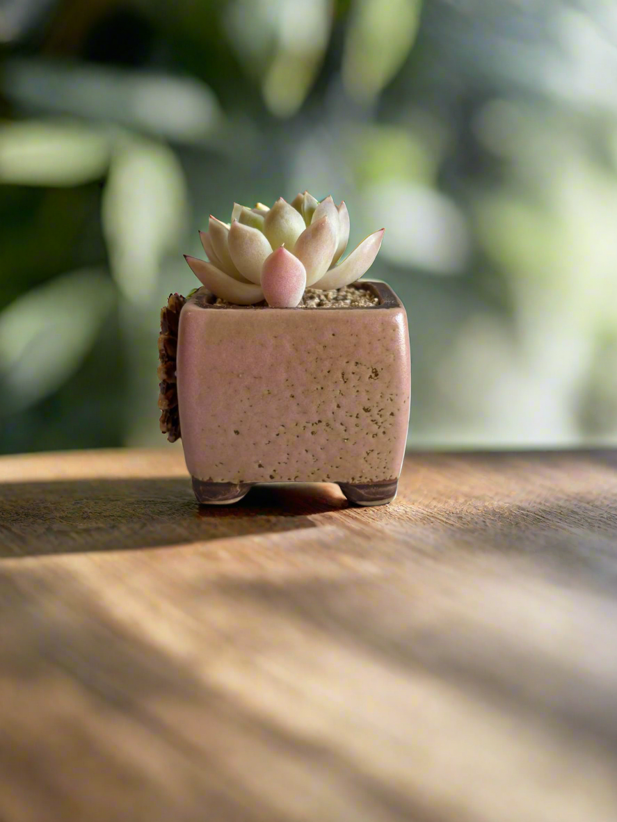 Succulent Ceramic Square Flowerpot Pastel Pink – Pachyphytum Cream Beauty - SlowBloomGreens