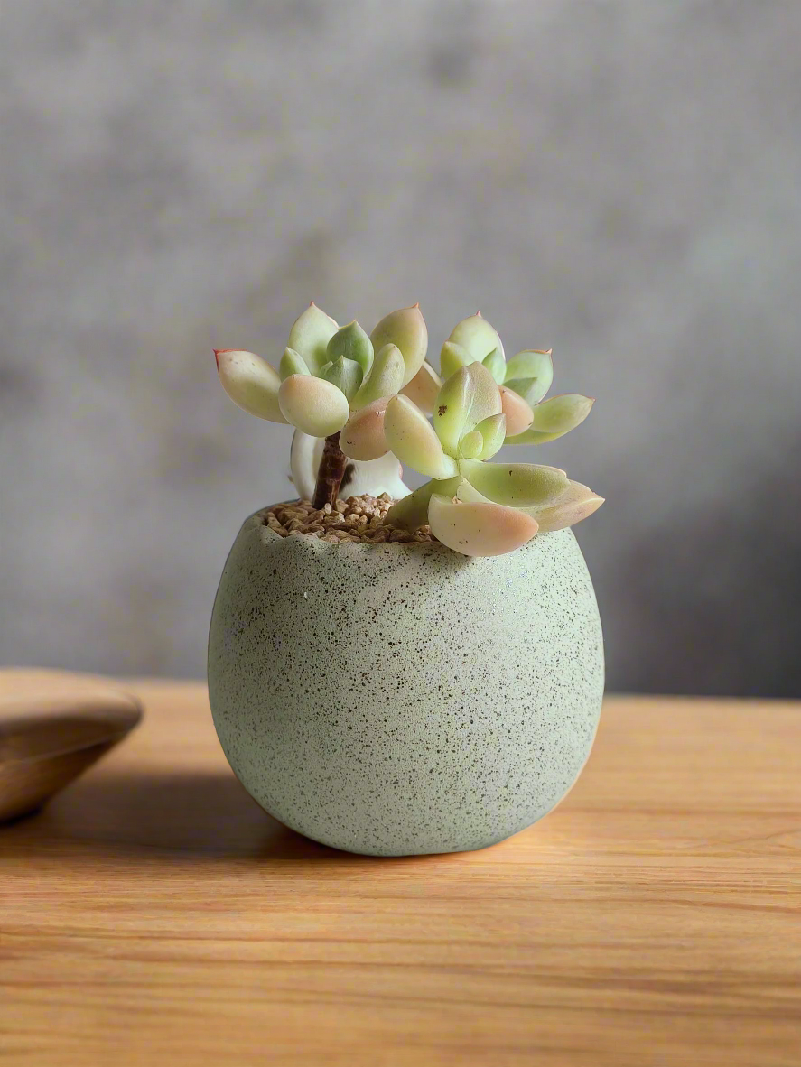 Succulent Egg Planter Green - Golden Sedum