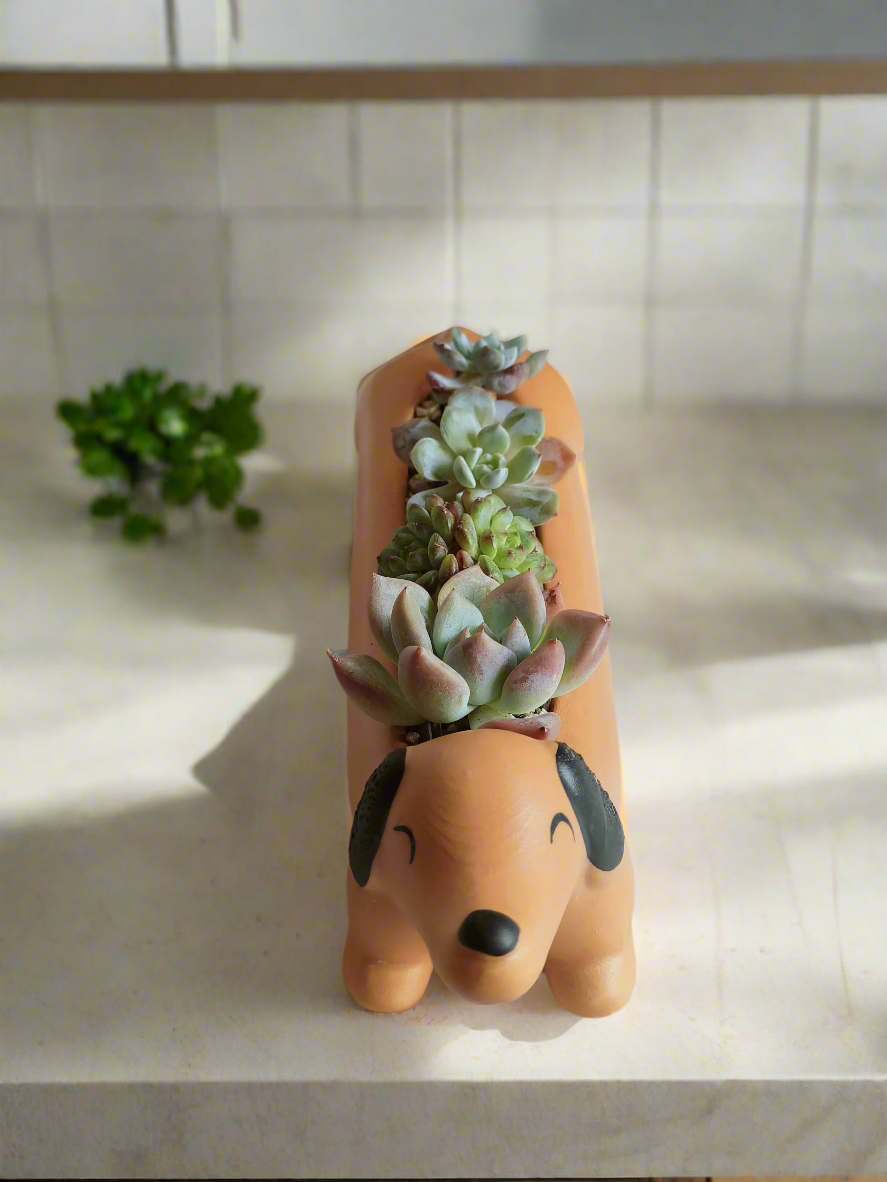 Succulent Daunchund - various - SlowBloomGreens