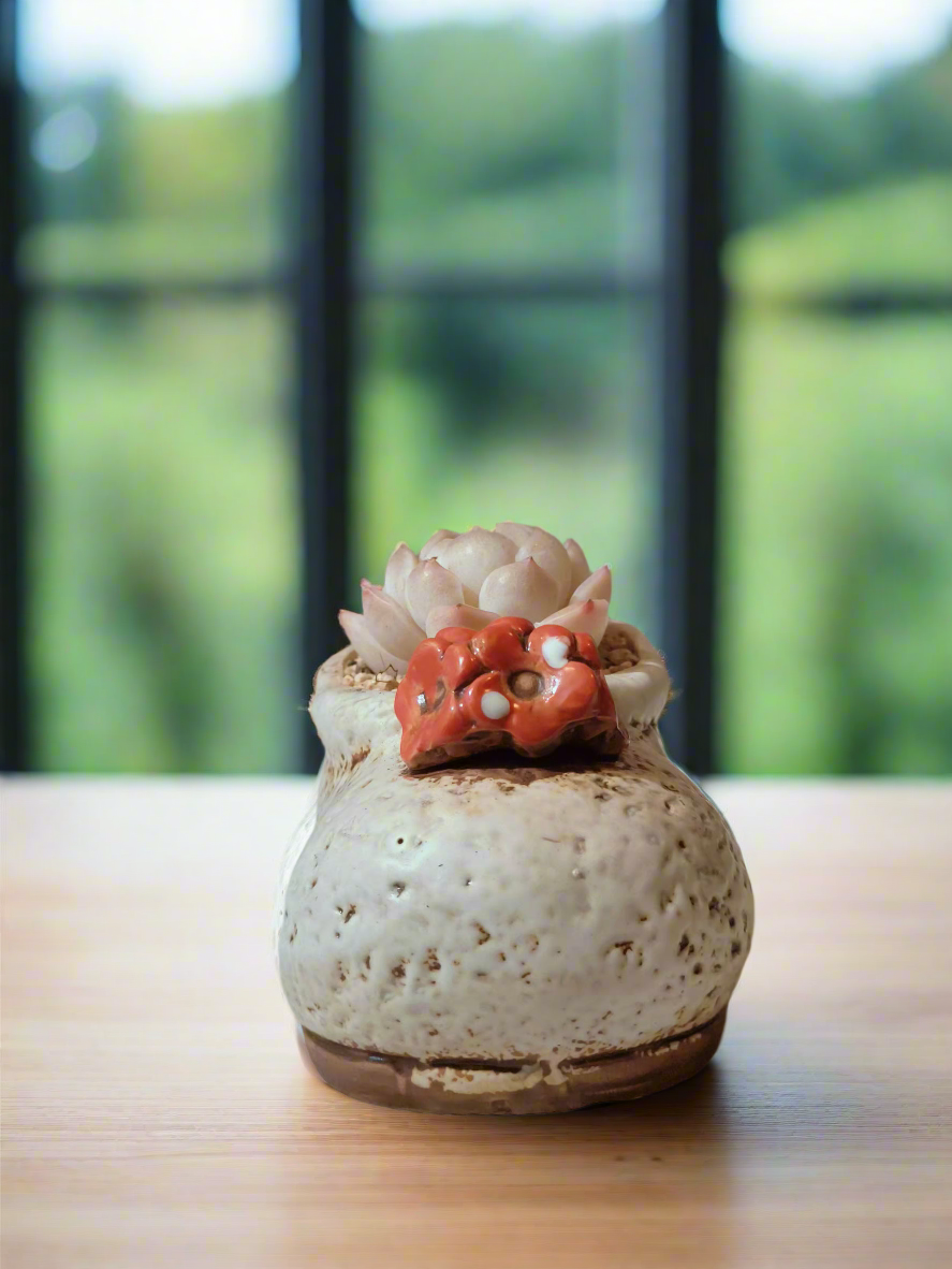 Succulent Mary Jane Charm White Pot – Echeveria Elegans - SlowBloomGreens