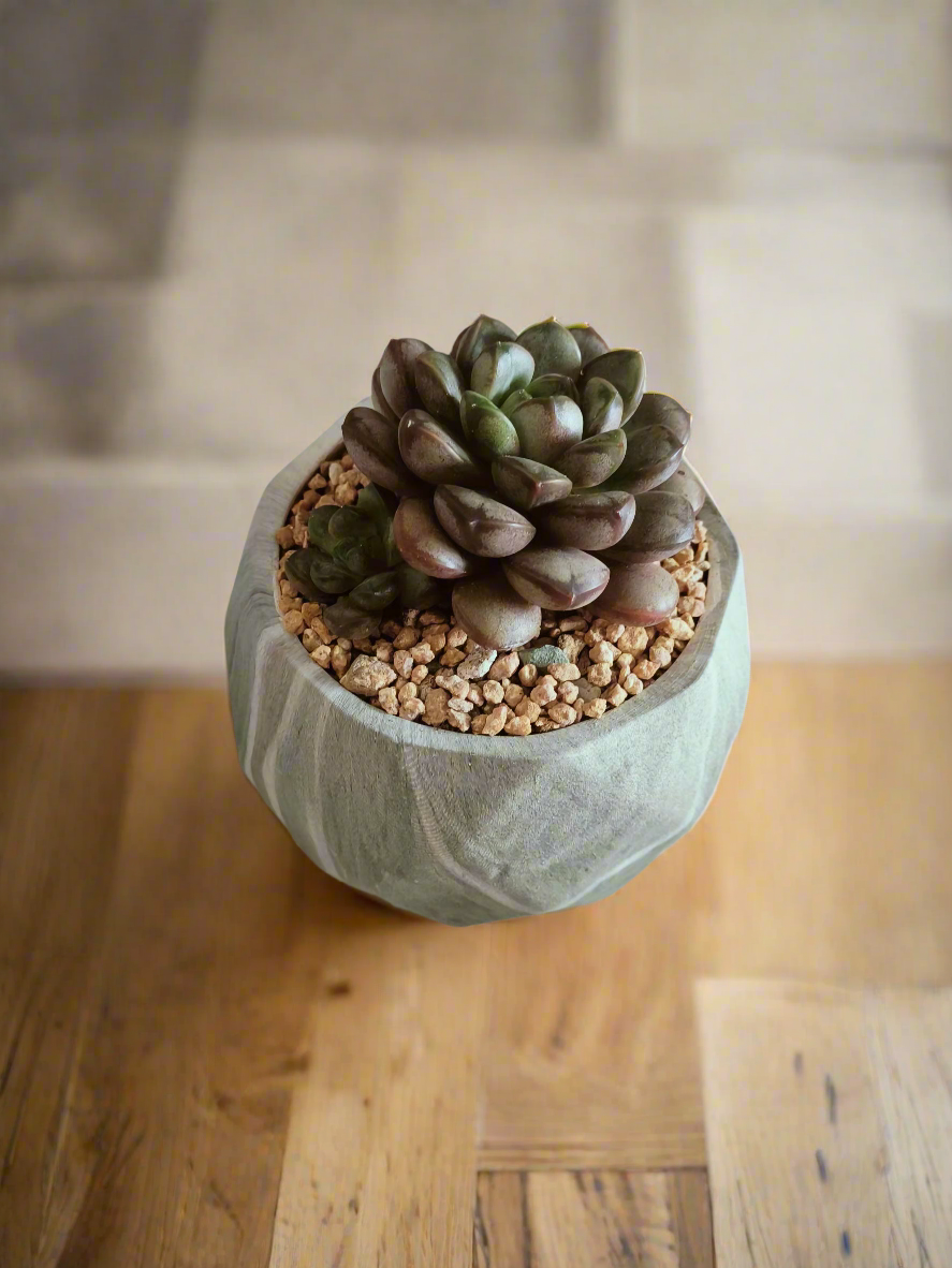 Graptoveria 'Amethorum' in Succulent Harmony Green Pot – Marble Pot with delicate pastel colors.