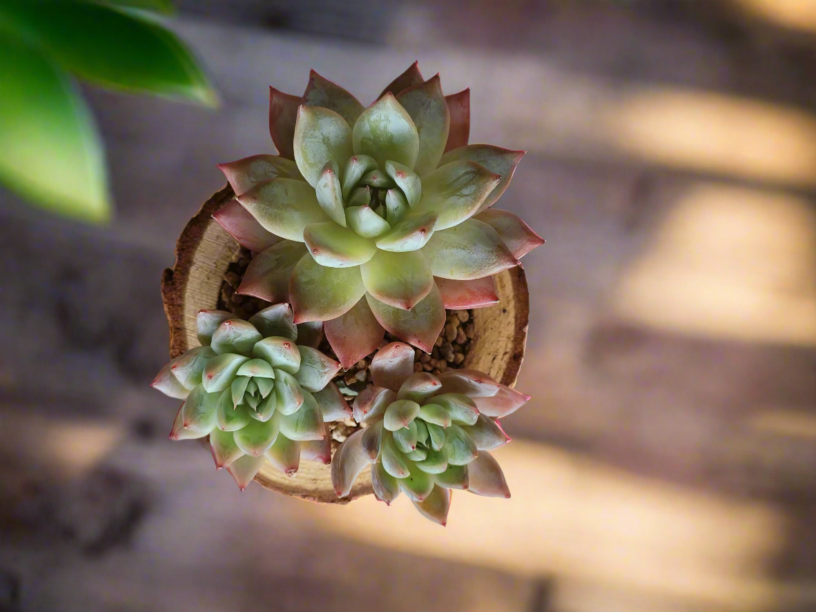 Succulent Natural Wood Pot - Echeveria Laui with 2 Echevaria'Blue Bird'