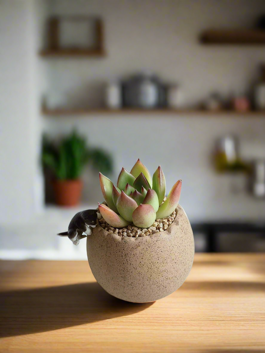 Vibrant Echeveria Agavoides 'Lipstick' displayed in khaki Egg Terracotta Pot.