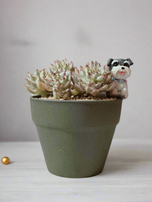 Succulent Speckled Terracotta Schnauzer Pot - Echeveria Halbingeri - SlowBloomGreens
