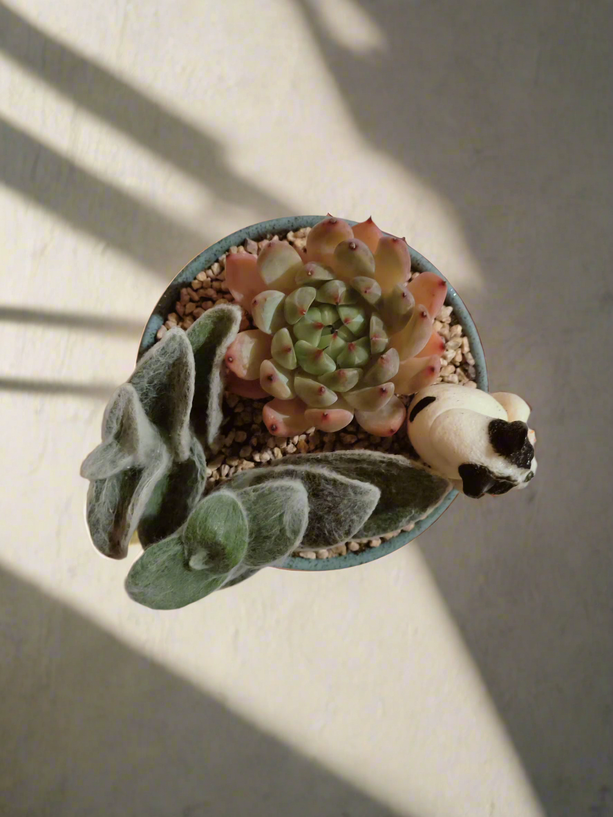Succulent Speckled Terracotta Blue Yoga Bulldog - Echeveria White Mexican Rose & White Velvet - SlowBloomGreens