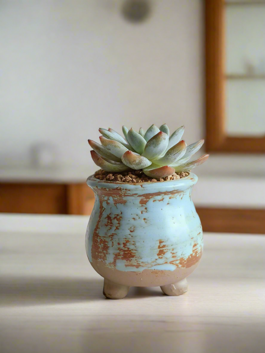 Succulent Rustic Serenity Pot – Echeveria 'Blue Bird'