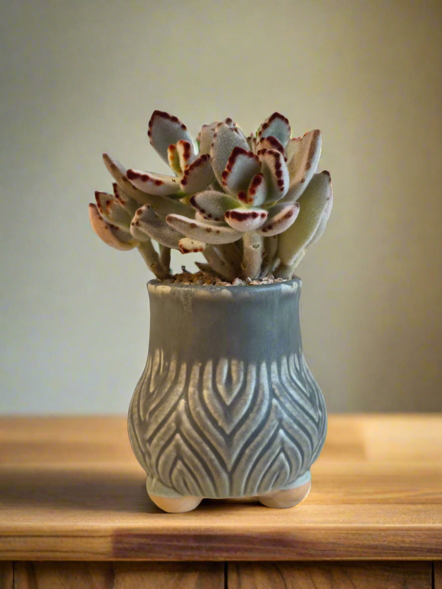 Succulent Rustic Pot Ash – Kalanchoe tomentosa ‘Chocolate Soldier’