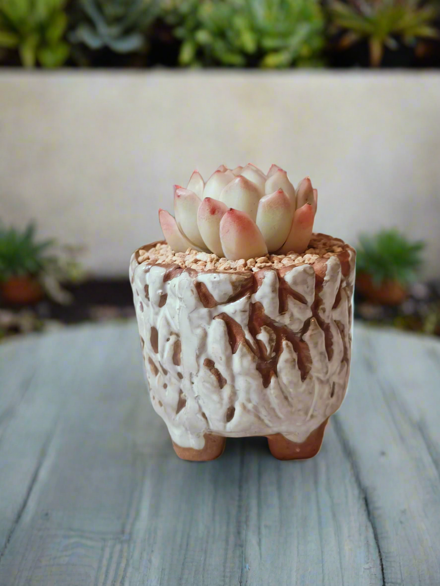 Succulent Rustica Ceramic White – Echeveria Raspberry Ice