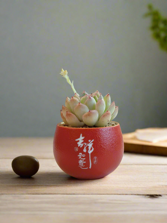 Succulent Auspicious Grace Pot - Echeveria Elegans