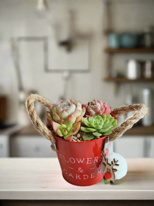 Succulent Festive Garden Charm Red pot - SlowBloomGreens