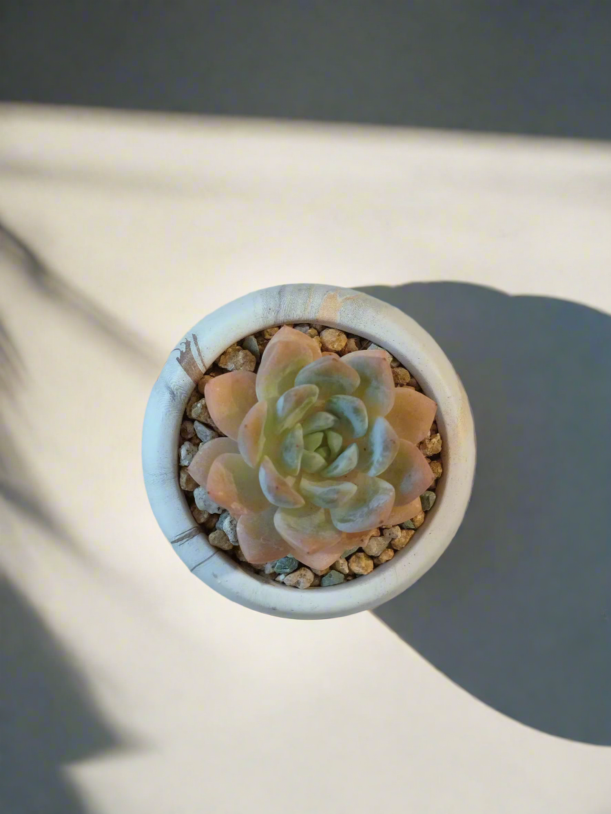 Elegant home setting featuring the Succulent Mini Round Gold Pot.