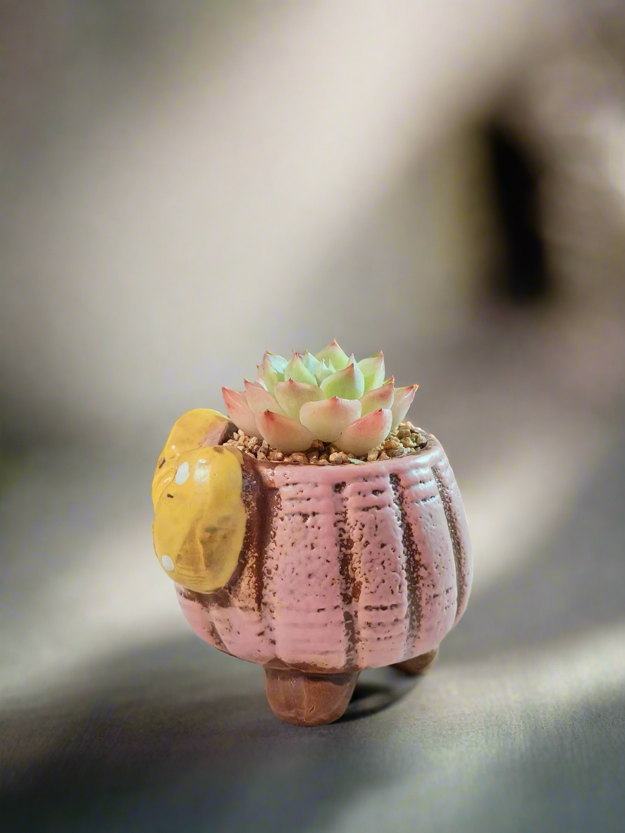 Succulent Ceramic Round Bow Pink – Echeveria Suryeon