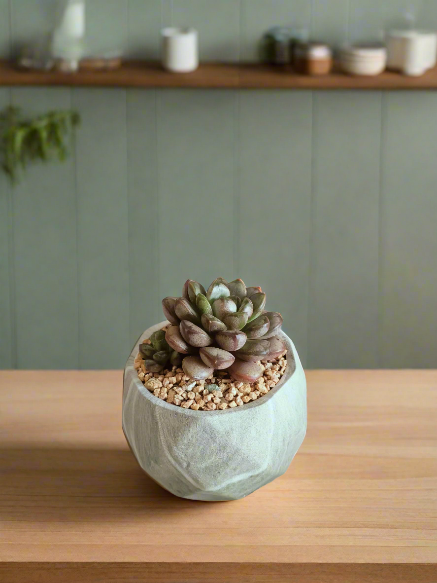 Handcrafted Succulent Harmony Green Pot – Graptoveria 'Amethorum' in Marble Pot surrounded by decorative elements.