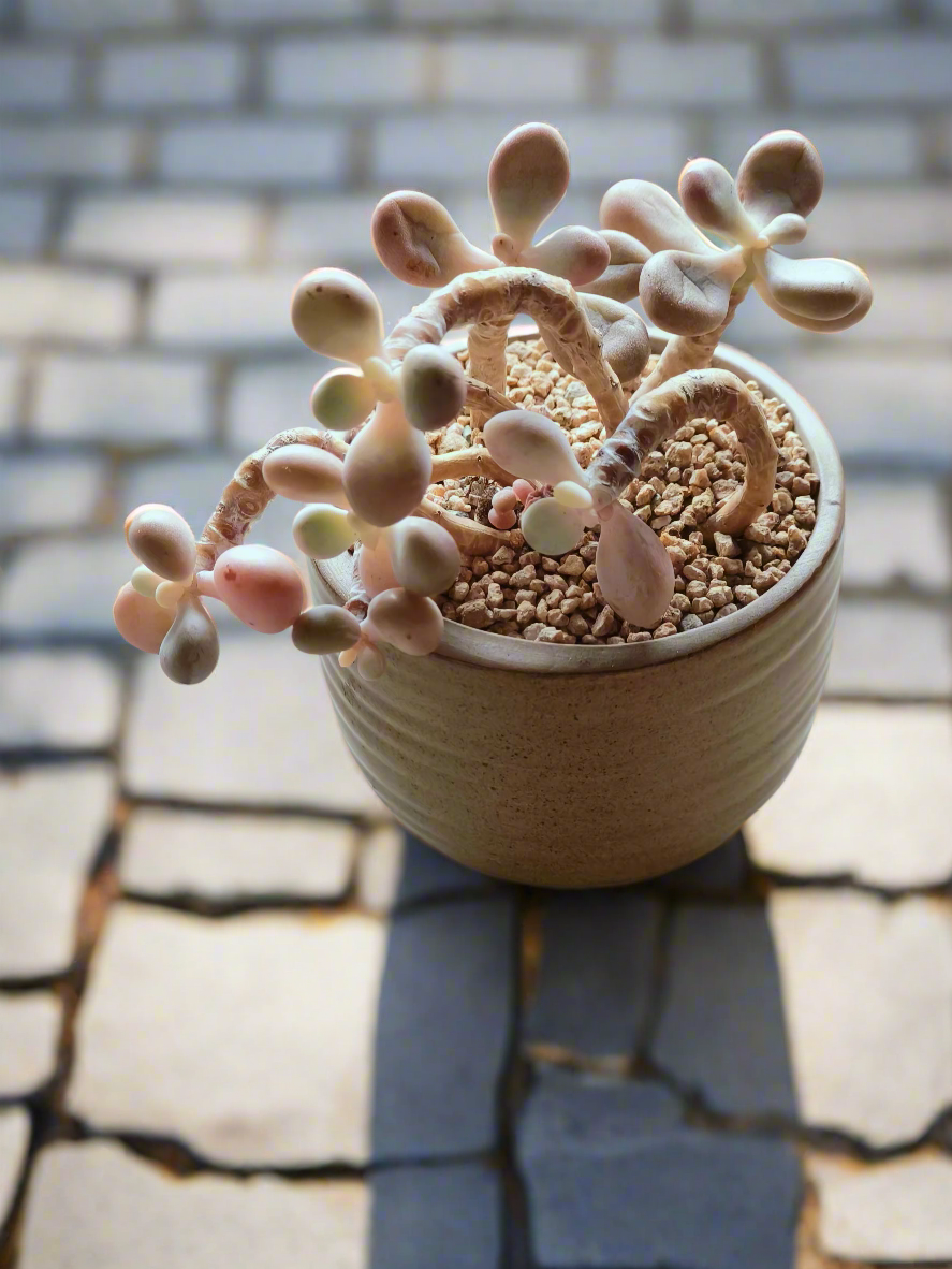 Close-up of Graptopetalum Amethystinum in the Succulent Rustica Natural Pot, showcasing its unique foliage.