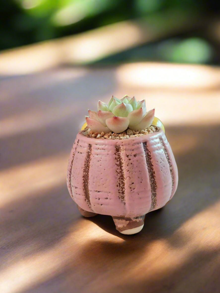 Succulent Ceramic Round Bow Pink – Echeveria Suryeon