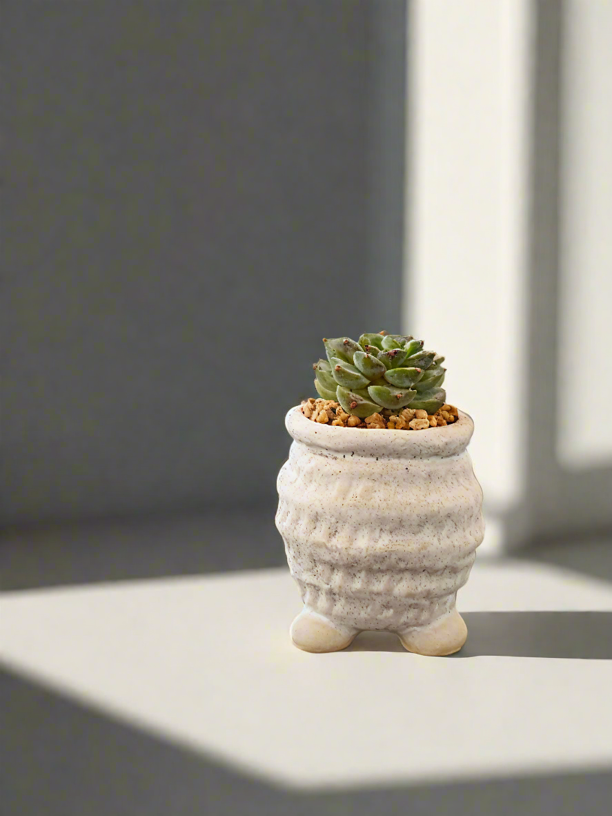 Succulent Tiny Footed Planter - Echeveria 'Red Velvet' - SlowBloomGreens