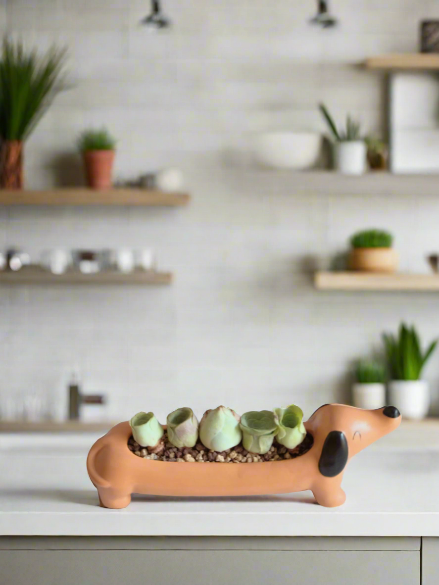 Succulent Daunchund - 5 Mountain Roses 'Greenovia' - SlowBloomGreens