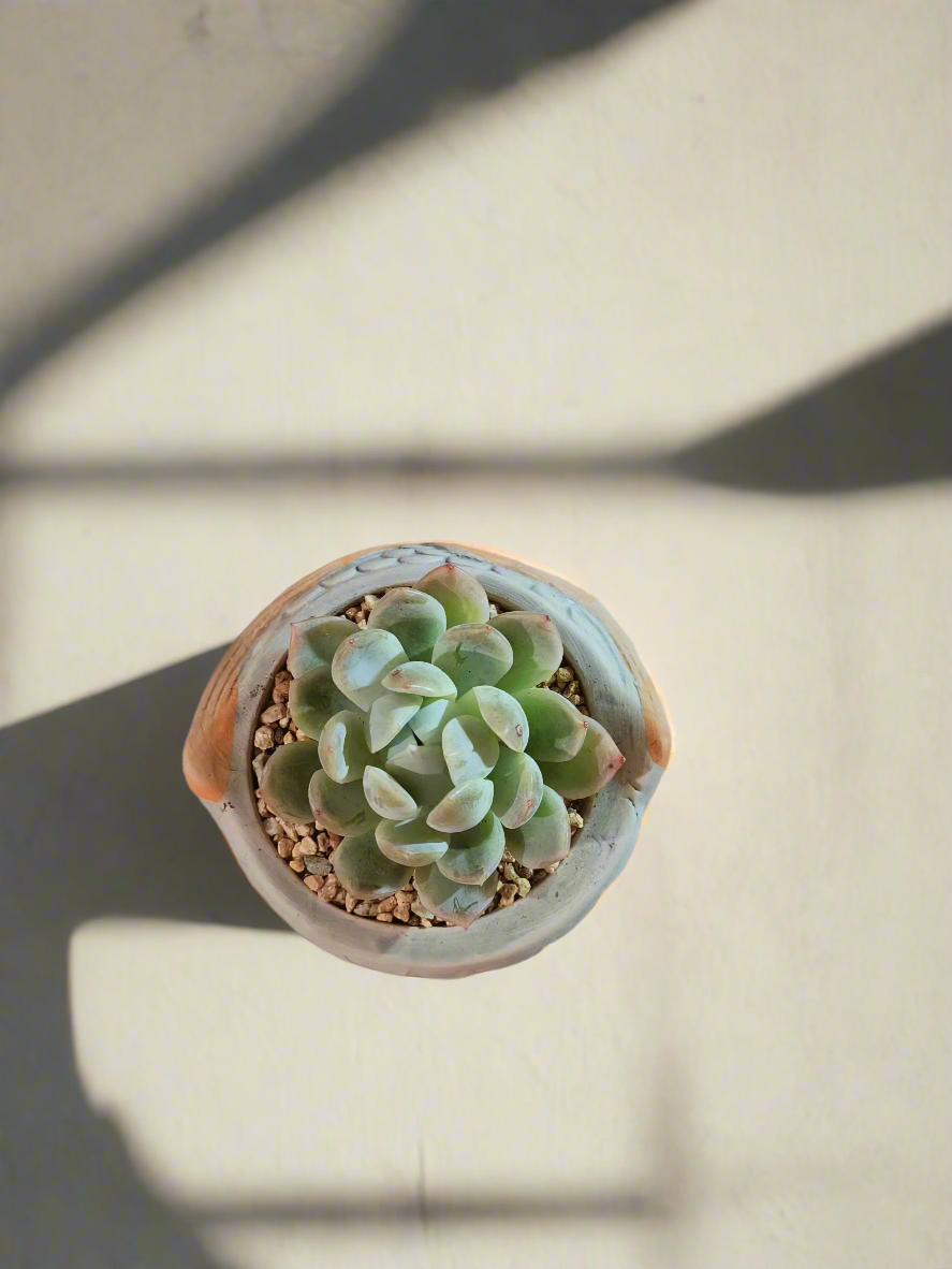 Succulent Owl Pot - Graptoveria 'Opalina'