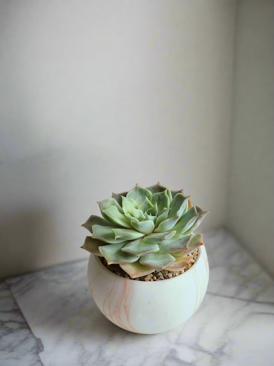 Stylish round pot housing the Succulent Elegant Round Orange Pot – Echeveria Lilacina.