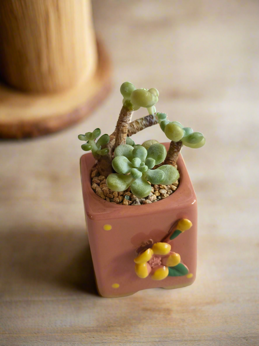 Succulent Floral Charm Pink – Tiscalatengo Gorge Sedum - SlowBloomGreens
