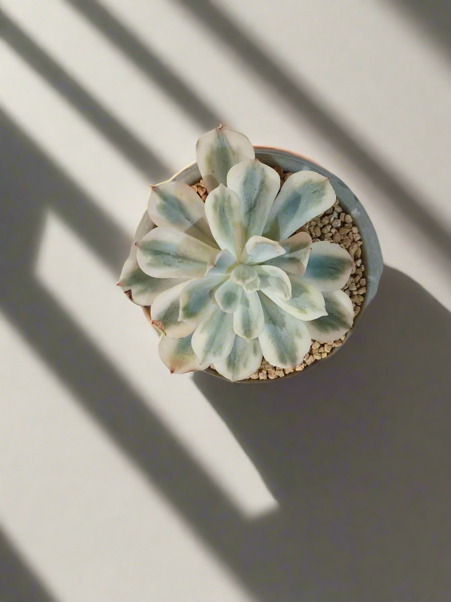 Succulent Azure Grace Pot – Echeveria Compton Carousel