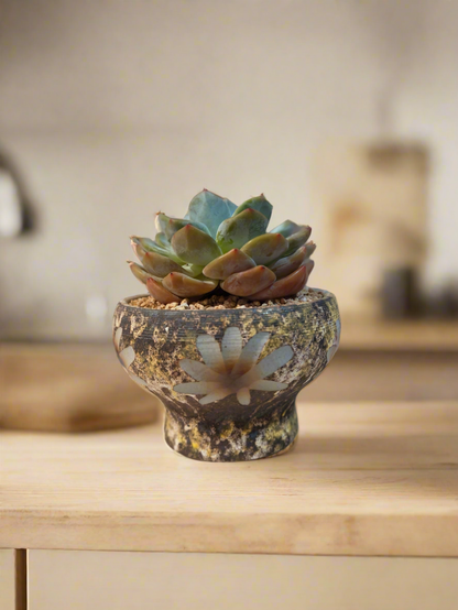 Succulent Moonlit Bloom Pot – Desert Gold with Echeveria Orange Monroe - SlowBloomGreens