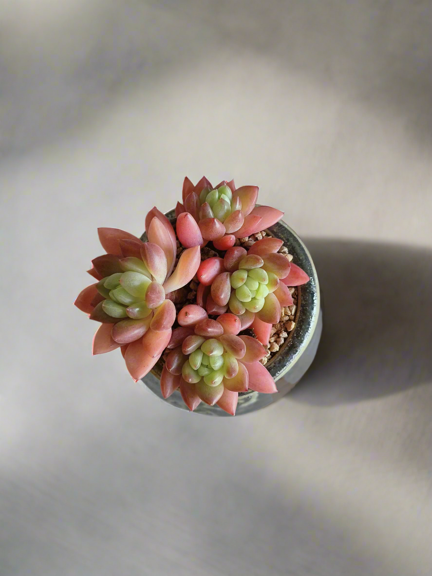 Succulent Rustic Pot Glow Grey - Echeveria 'Ruby Donna