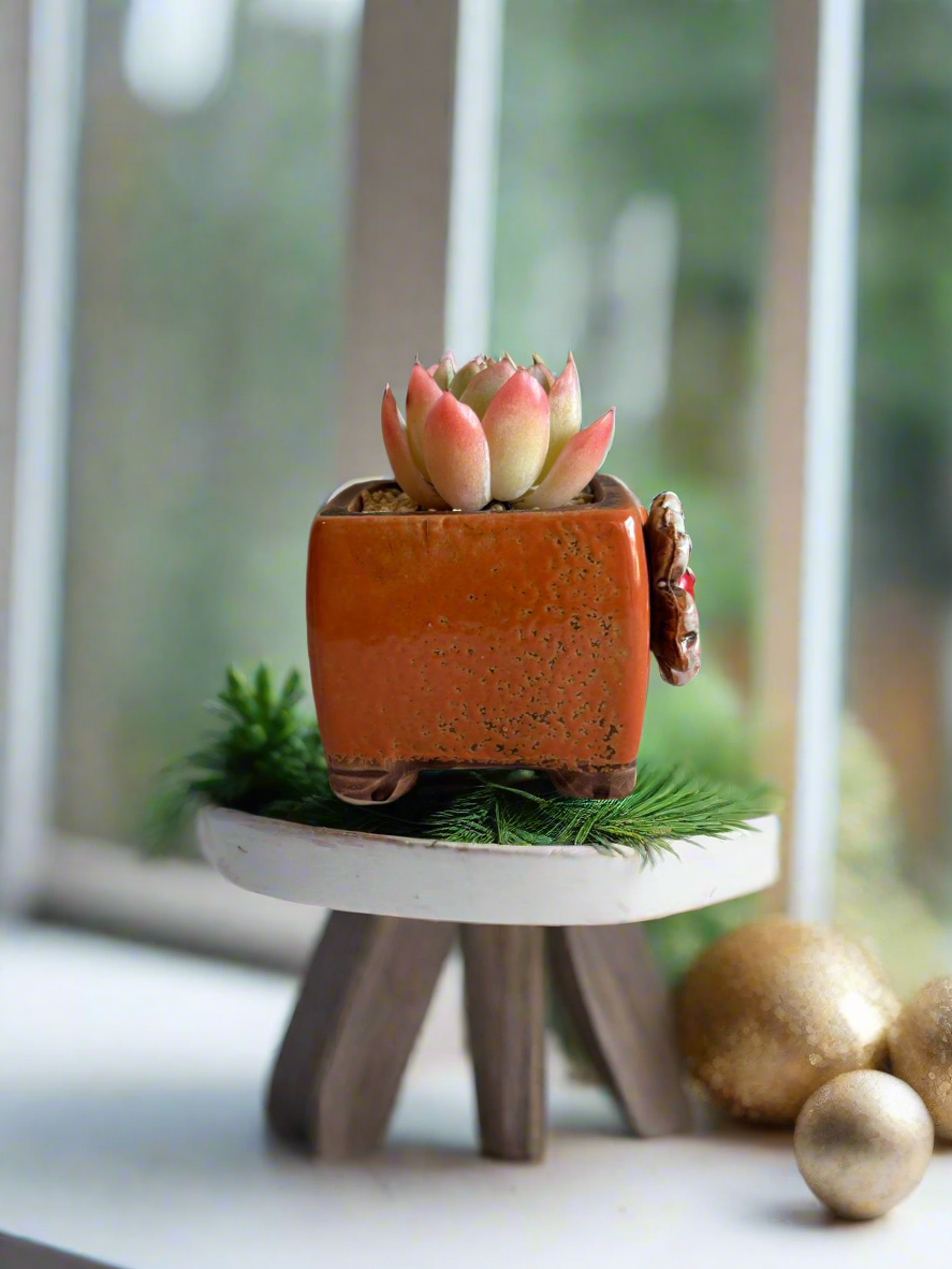 Succulent Ceramic Square Flowerpot Orange – Echeveria Suryeon