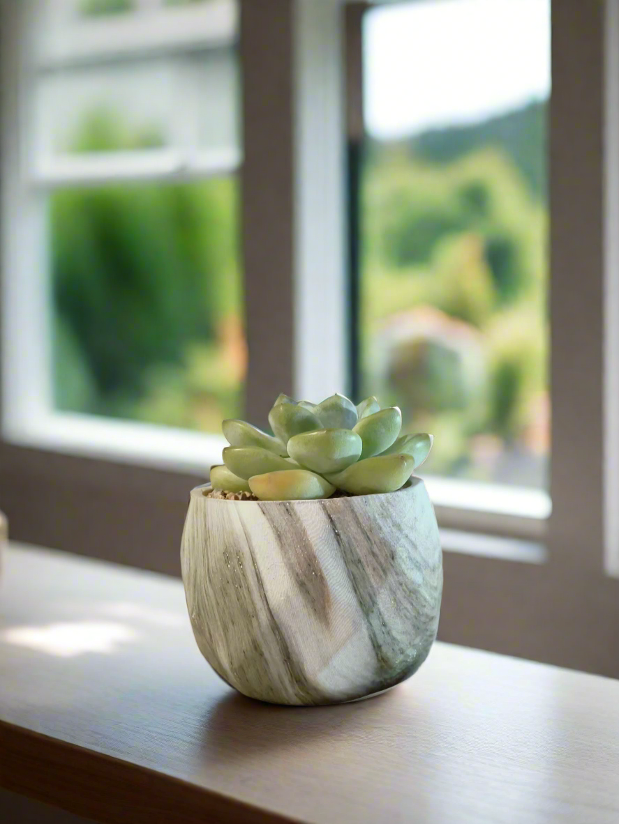 Succulent Classic Marble Green Pot – Echeveria Ice Green - SlowBloomGreens