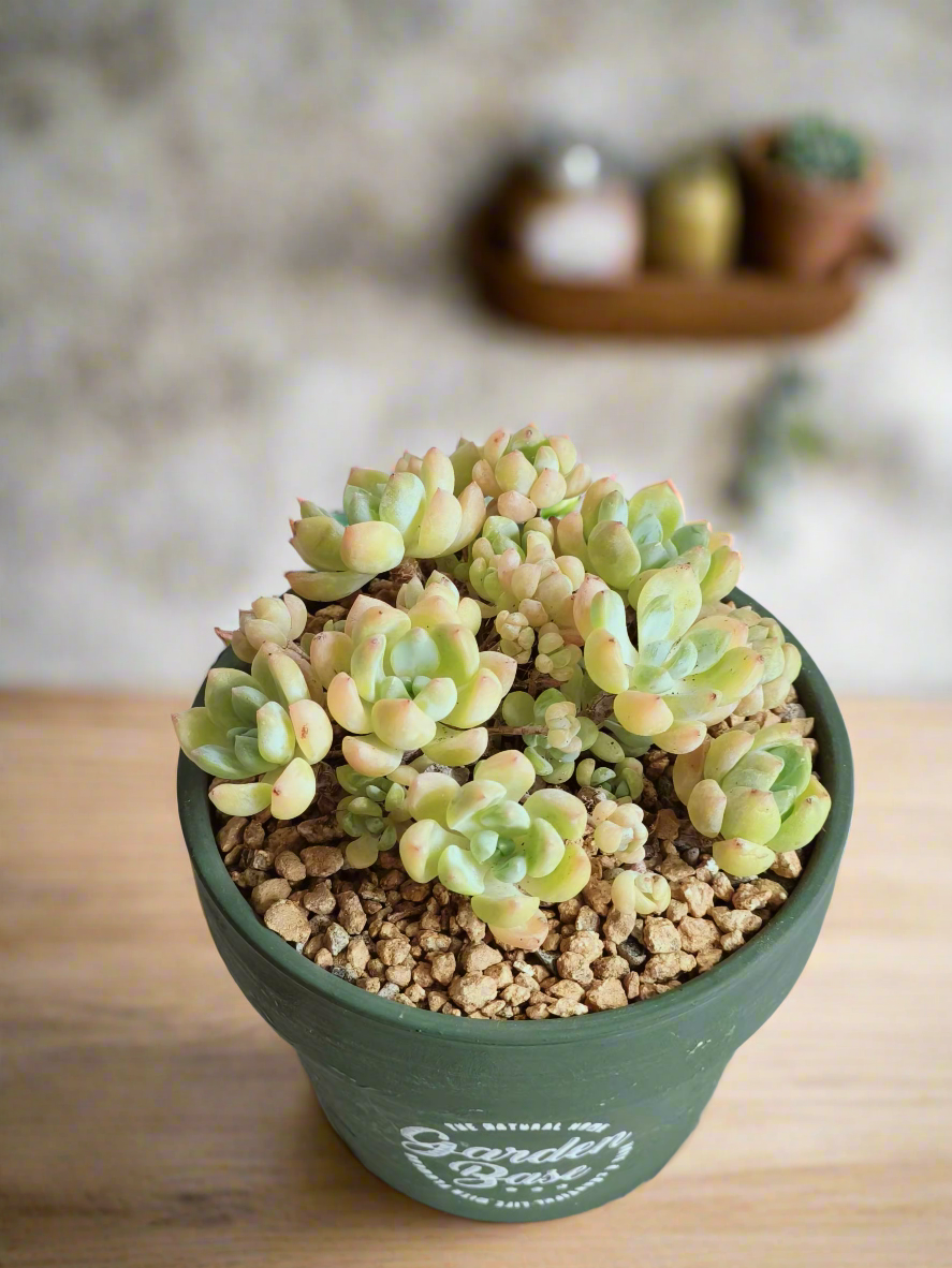 Succulent Rustica Ceramic – Tiscalatengo Gorge Sedum