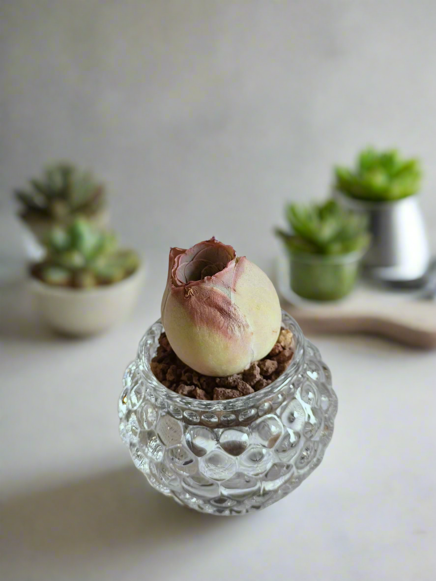Succulent Round Bubble Glass - Mountain Rose - SlowBloomGreens