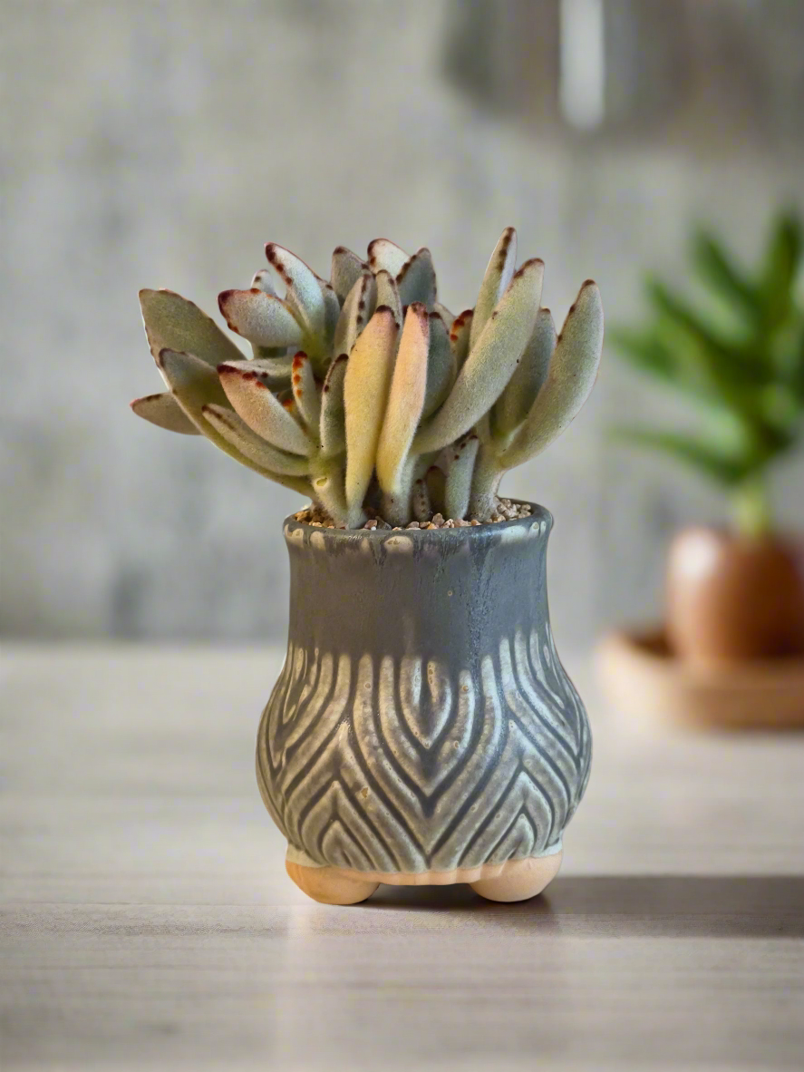 Succulent Rustic Pot Ash – Kalanchoe tomentosa ‘Chocolate Soldier’