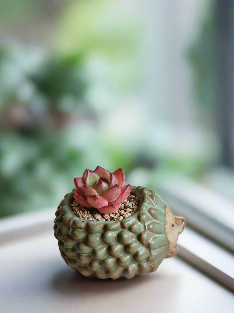 Unique display of Echeveria Agavoides 'Romeo' in fun hedgehog planter