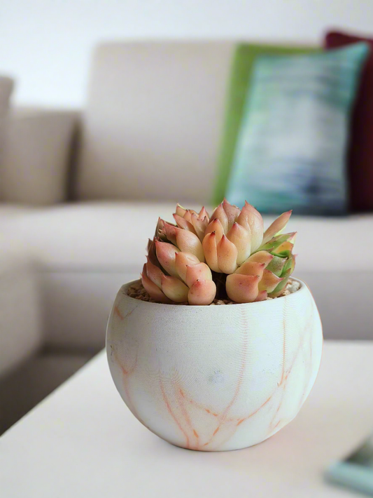 Succulent Elegant Round Orange Pot – Echeveria Agavoides, a striking centerpiece.