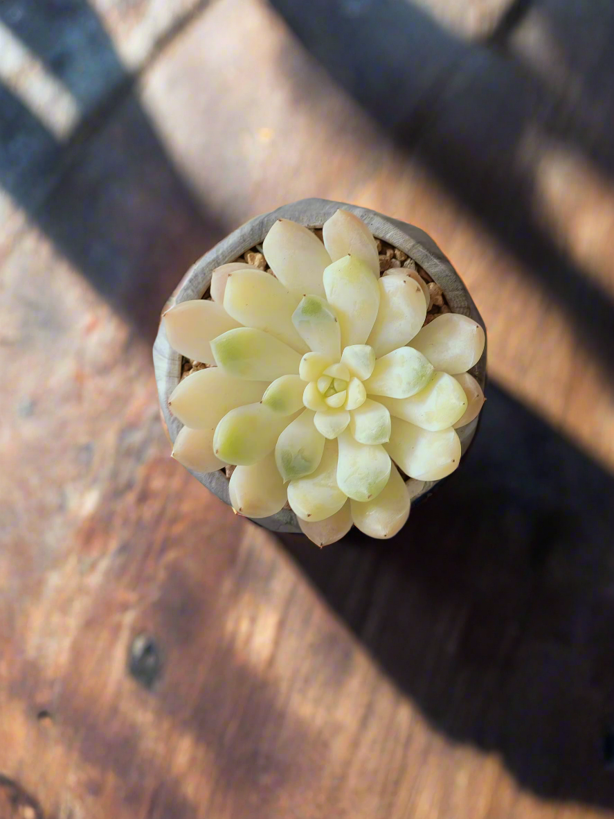 Echeveria Elegans nestled in the Succulent Harmony Grey Pot – Marble Pot.