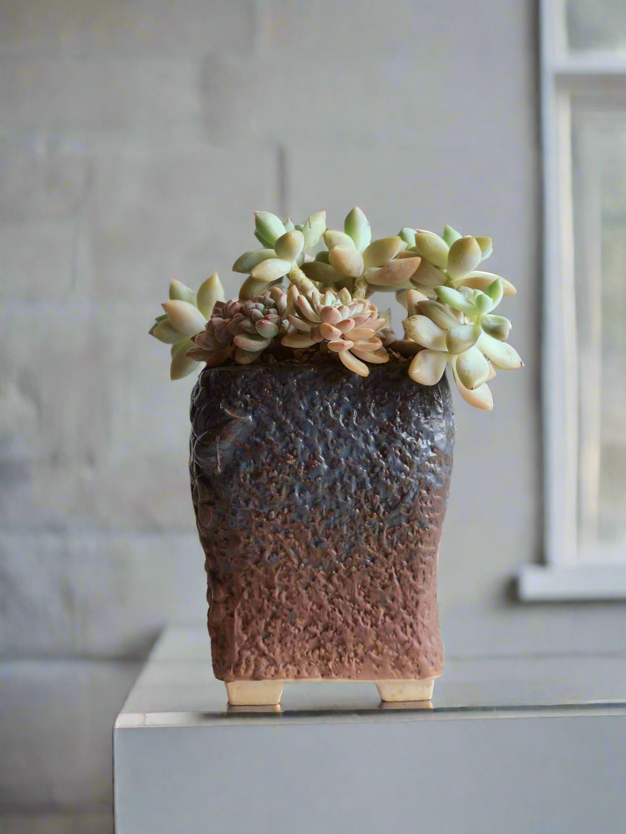 Succulent Rustic Floral Embossed Pot – Graptoselum Bronze, Fanfare 'Lovely Rose,' and Sedeveria Hummelii