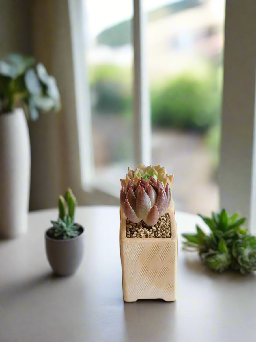 Succulent Heart Duo: The Perfect Gift of Love and Growth - Echeveria Agavoides & Elegans - SlowBloomGreens