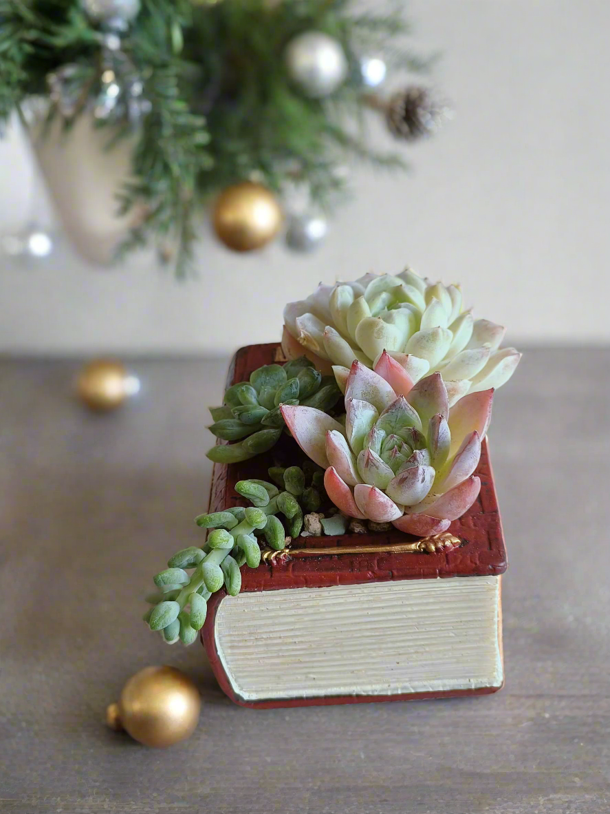 Succulent Book Nook – Assorted Succulents