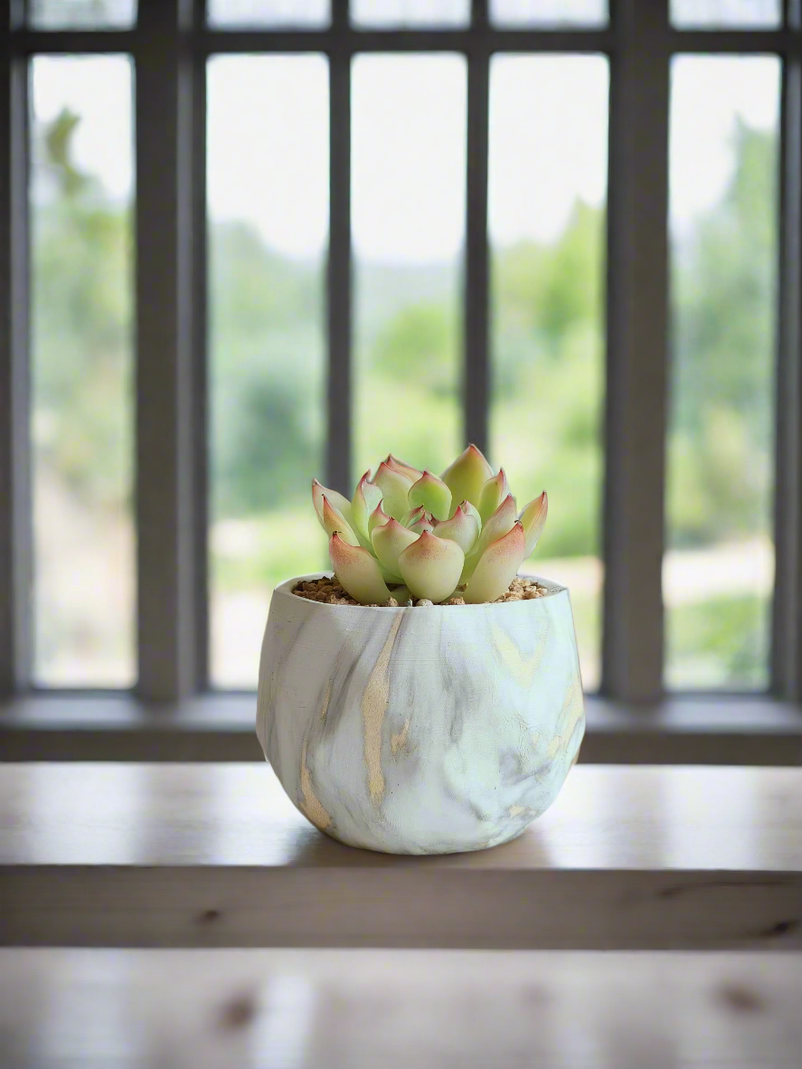 Succulent Classic Marble Gold Pot – Echeveria Elegans