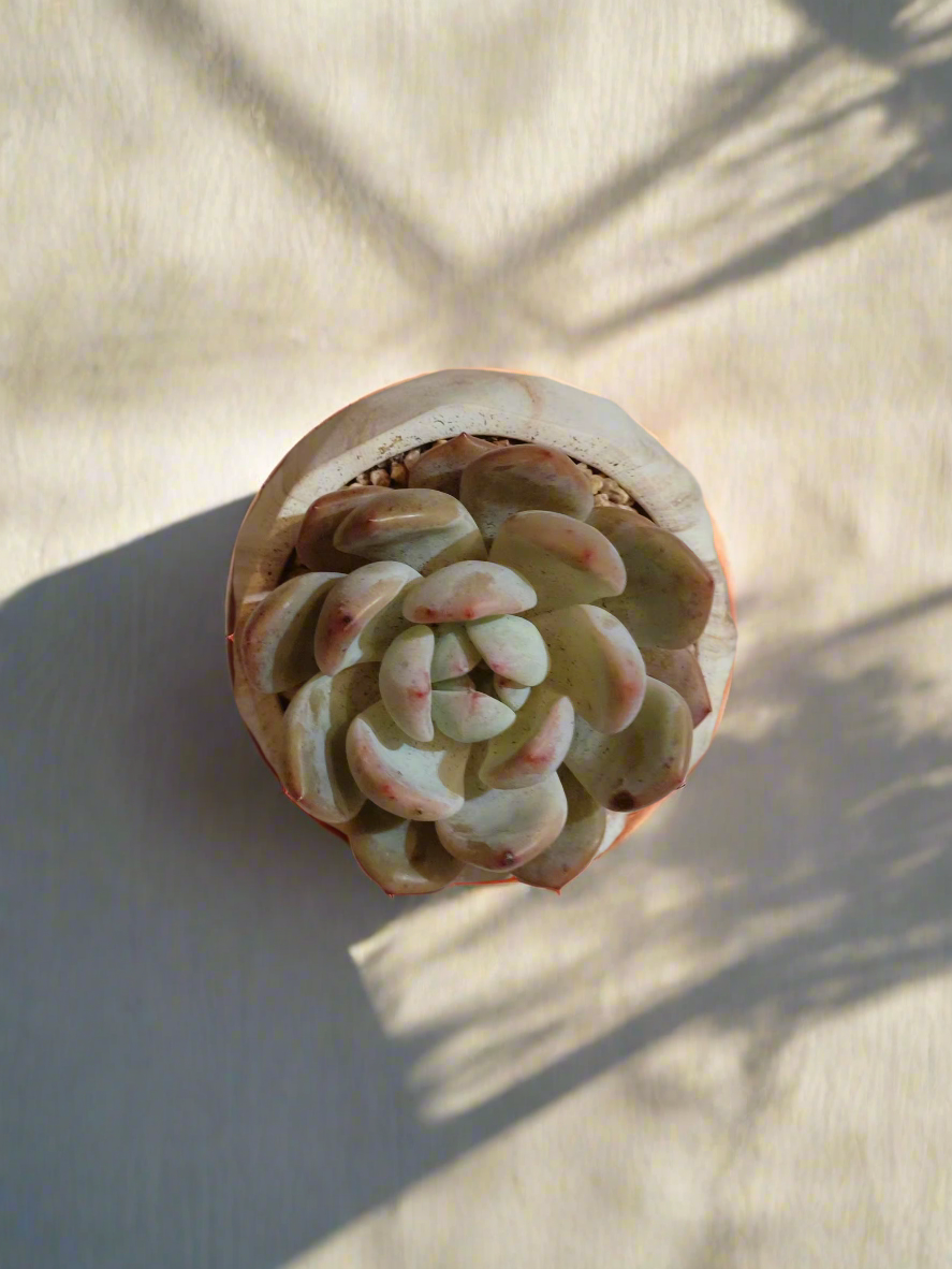 Succulent Classic Marble Brown Pot – Echeveria Laui