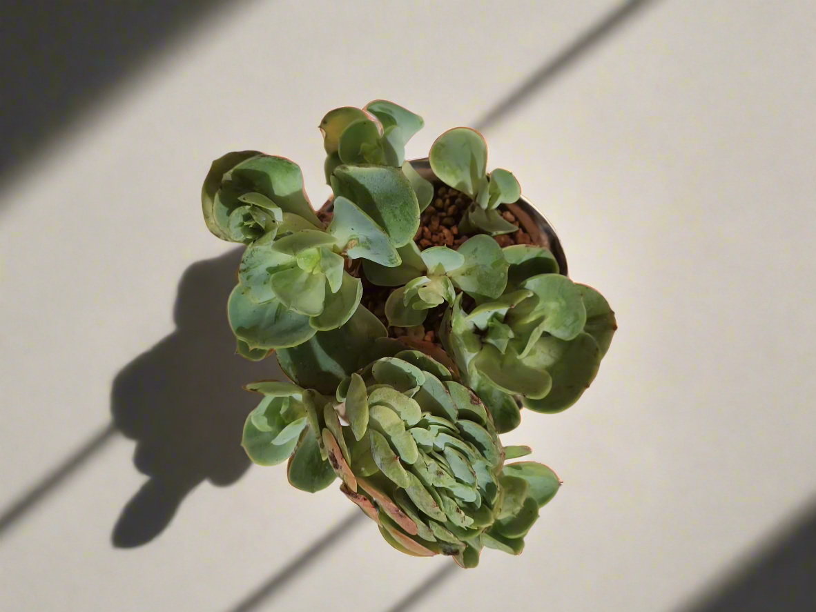 Succulent Rustica Pot- Echeveria Peach Pride - SlowBloomGreens