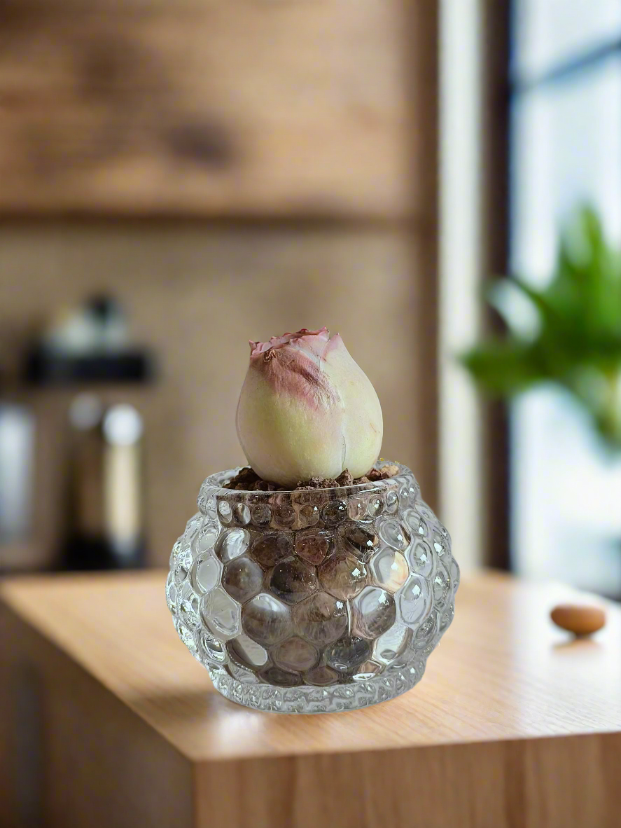 Succulent Round Bubble Glass - Mountain Rose - SlowBloomGreens