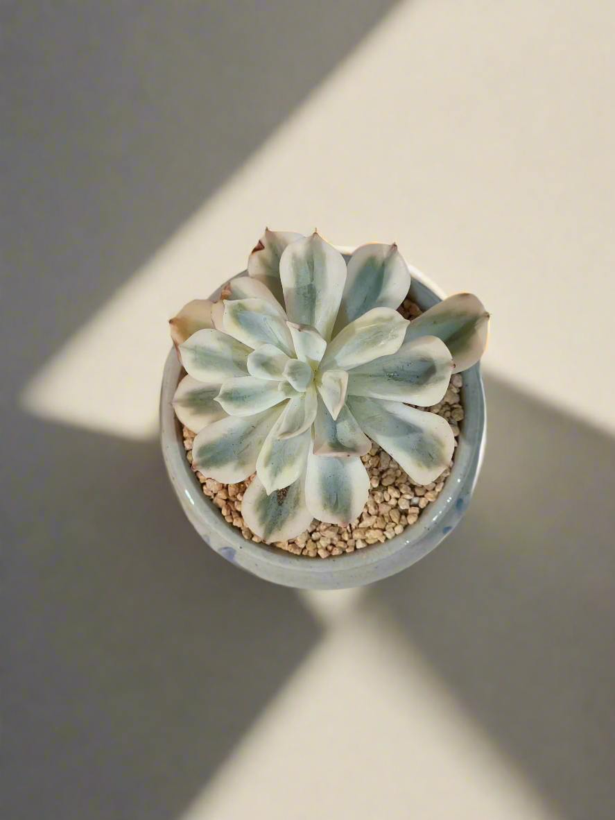 Succulent Azure Grace Pot – Echeveria Compton Carousel